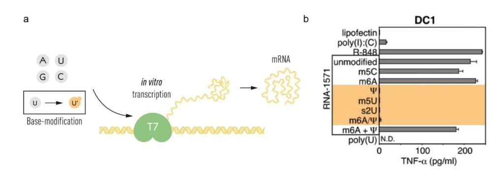 Graph describing an evaluation of in vitro transcribed mRNA with or without base modifications and transfection into primary dendritic cells