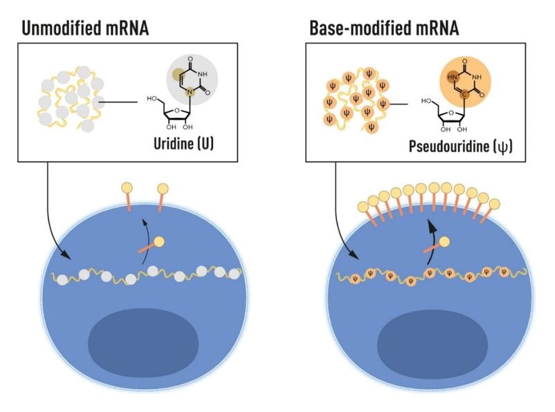 Illustration showing unmodified mRNA and base-modified mRNA.