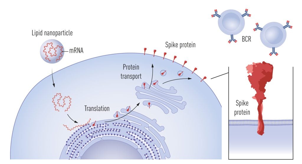 Illustration of spike production following mRNA vaccination and recognition of spike by B cells