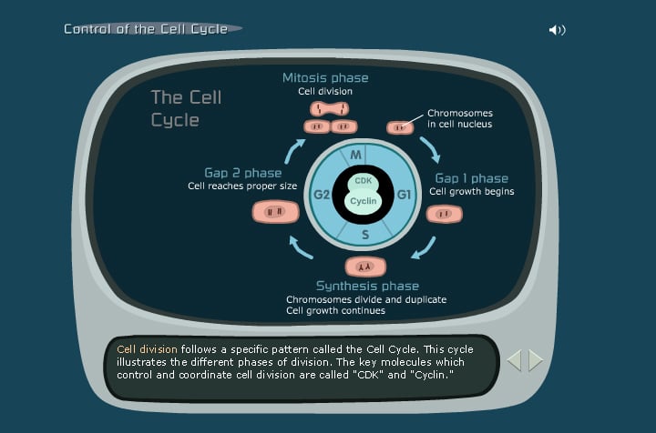 cell cycle game