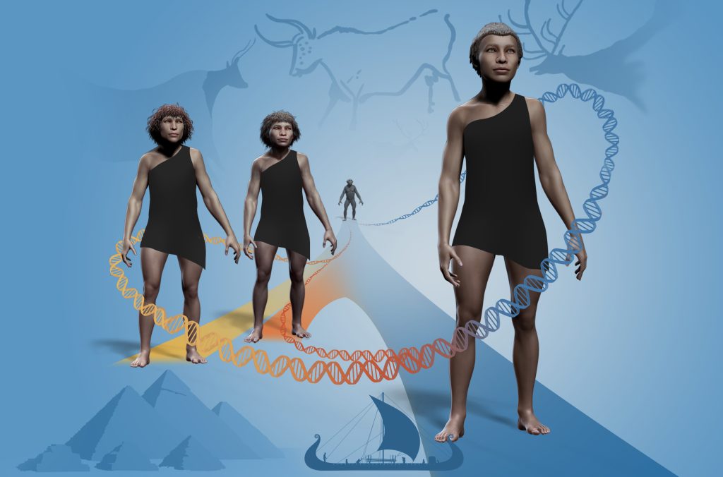 Denisova, Neanderthal and H. sapiens