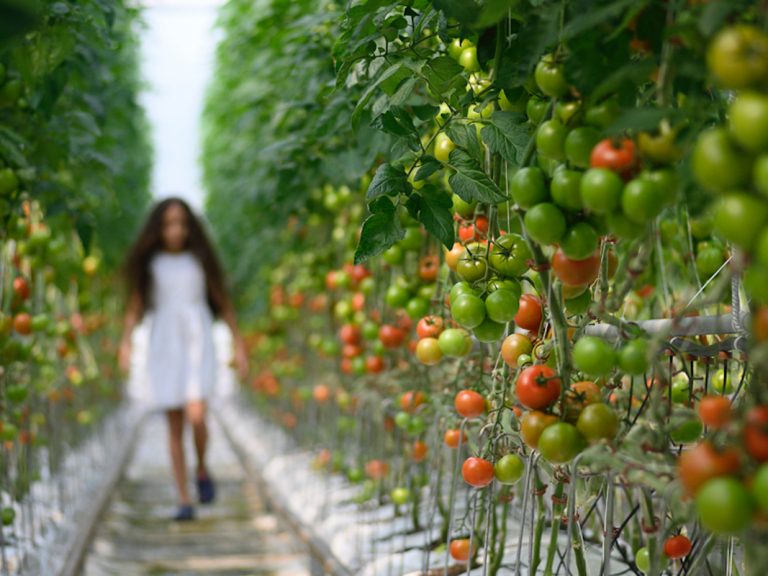 Girl in a tomato green house