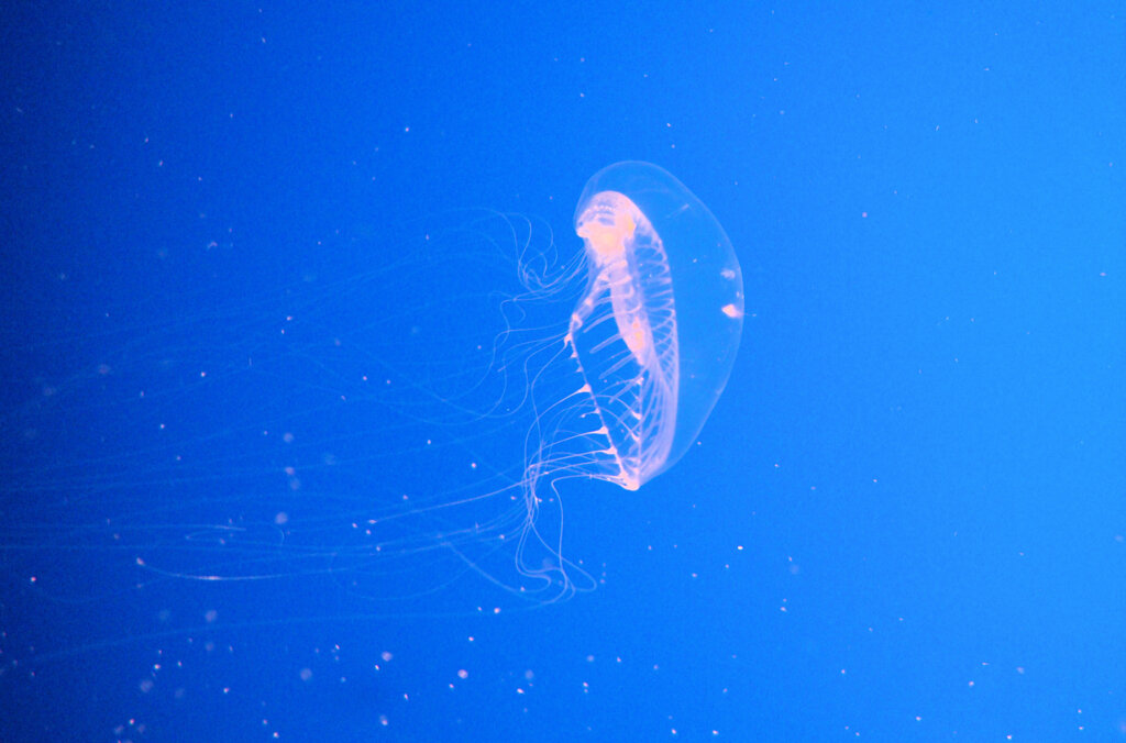 Crystal Jelly (Aequorea Victoria ), Monterey Bay Aquarium, Monterey, California, USA